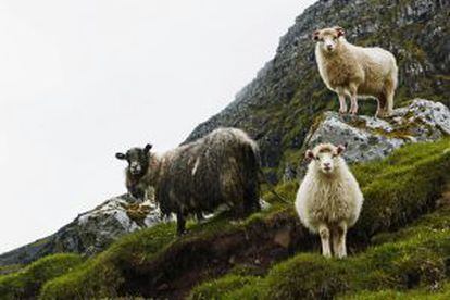 Se calcula que hay unas 70.000 ovejas, el doble que los habitantes de las islas.