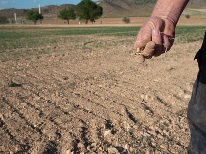 Un agricultor de Murcia muestra la tierra seca de su producción, el pasado jueves.