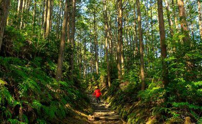 Excursionista en la ruta peregrina del Kumano Kodo, en la región de Kansai (Japón).
