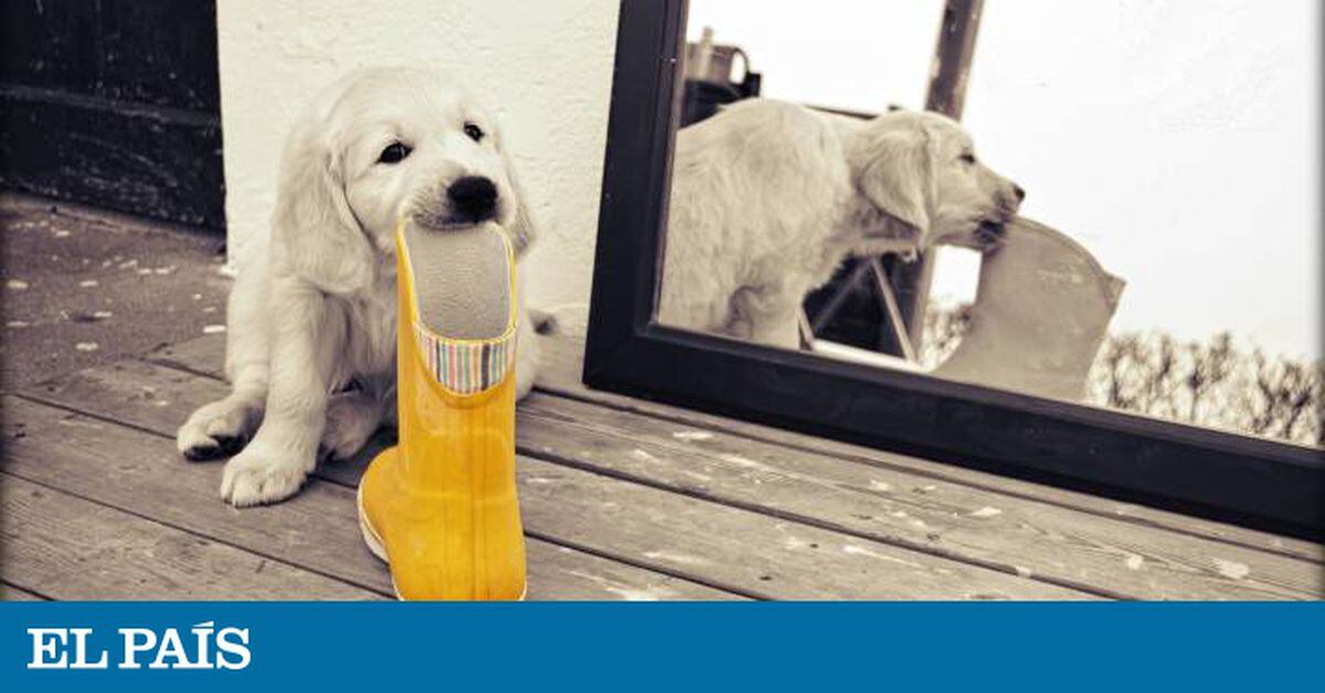 Mi Perro Se Trago Una Bolsa De Plastico