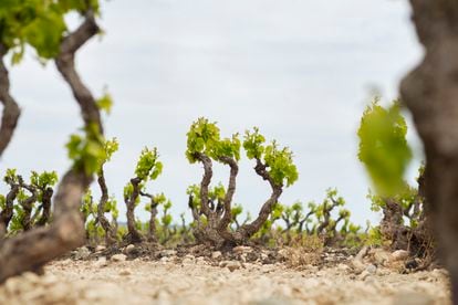 Cepa vieja de garnacha en la parcela Malayeto de Viña Zorzal en Fitero, Navarra.