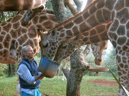 El fotógrafo Peter Beard, alimentando jirafas en Kenia en 2014.