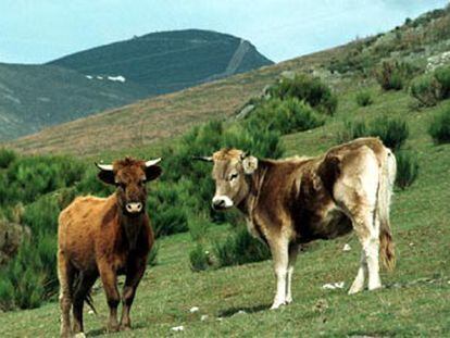 Dos terneros, temporalmente <i>indultados</i> por la Junta de Castilla y León, el pasado viernes 7 en el monte de Llamas de la Cabrera.

Dos vacas muertas en la <i>cacería</i> del pasado sábado, día 1.