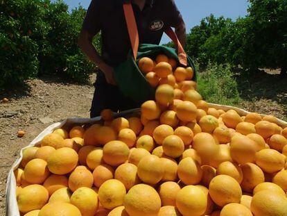 Recolección de naranjas para la producción de zumos de Don Simón