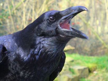 Los cuervos reaccionan ante animales de su especie muertos.