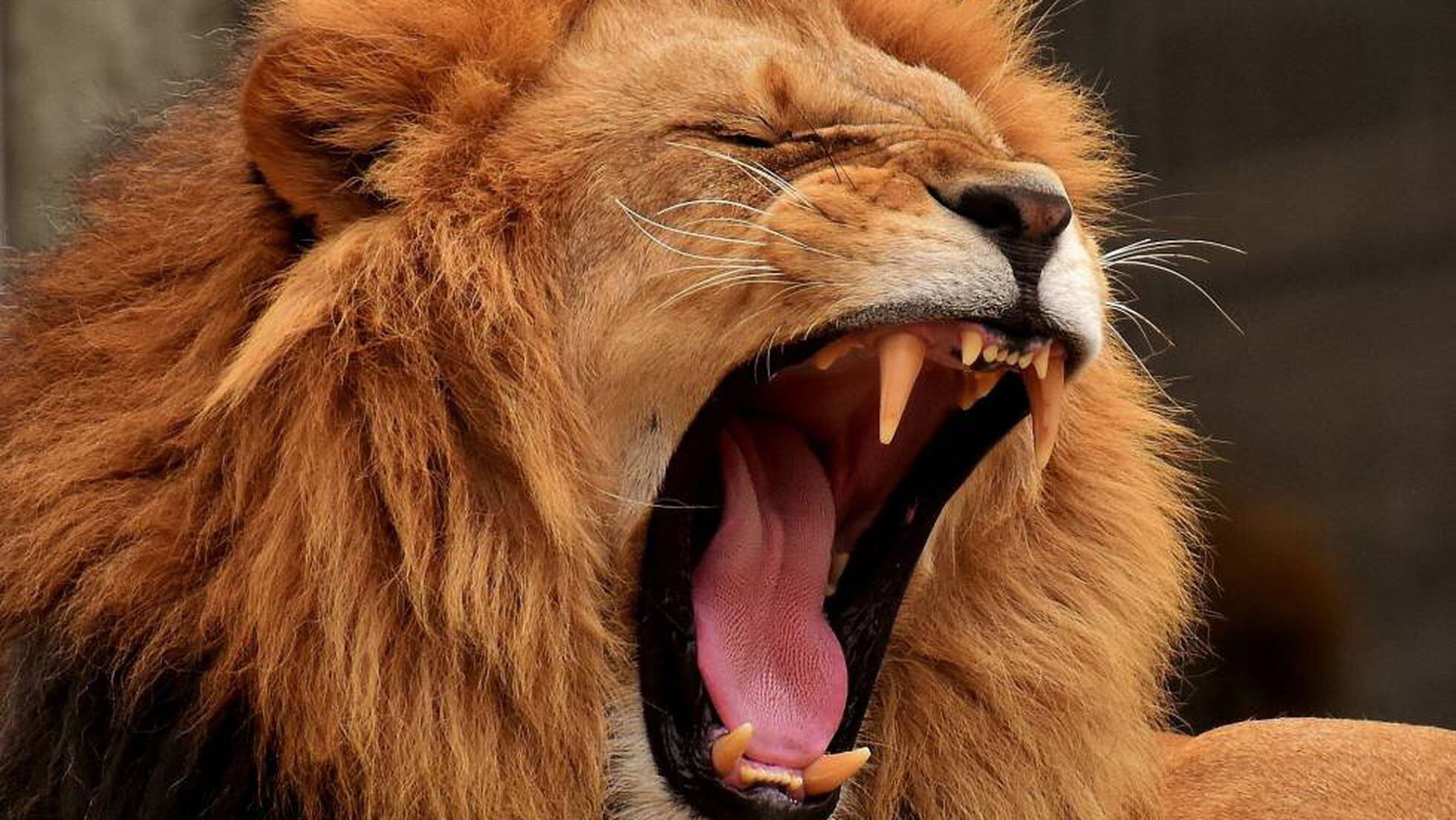 Una manada de leones devora a al menos tres cazadores furtivos en Sudáfrica  | Mundo animal | EL PAÍS