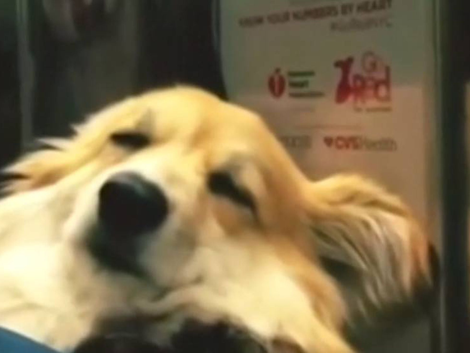 Álgebra Persistencia Tableta Maxine, el perro que viaja dormido en el metro de la ciudad de Nueva York |  Vídeos | EL PAÍS