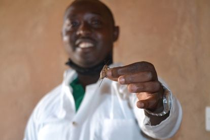 Cedric Nkundwanabake, un ingeniero agrícola ruandés, enseña uno de los grillos que cría en su pueblo de Ruanda.