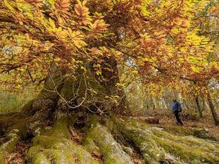 El bosque de castaños centenarios de Calabazas en la comarca de las Villuercas (Cáceres).