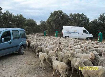 Estas son las ovejas incautadas por la Comunidad de Madrid.