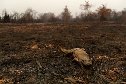 Fotografía de un caimán muerto en un área quemada en el Pantanal brasileño, el 31 de agosto.