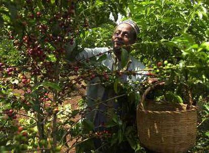 Un agricultor recolecta café en su granja cerca de Jimma (Etiopía).