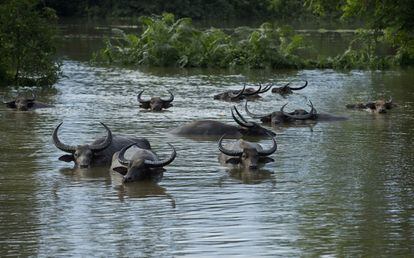 Búfalos salvajes nadan en busca de tierra seca debido a las inundaciones recientes en el Parque Nacional de Kaziranga, India. 