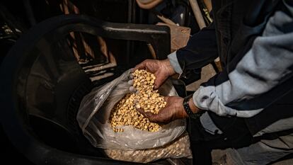 Un productor de maíz revisa sus granos en Nayarit (México), en marzo de este año.