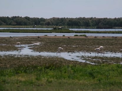 El agua de Doñana no llega ya ni para las fresas ‘legales’