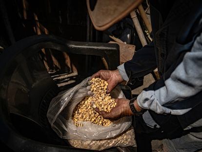 Un productor de maíz revisa sus granos en Nayarit (México), en marzo de este año.