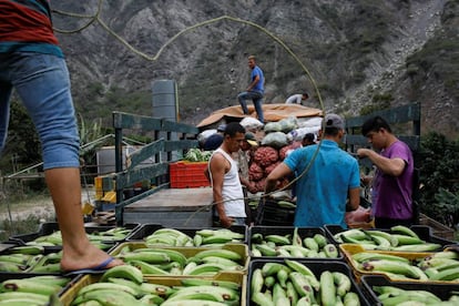 Trabajadores transportan vegetales, en La Grita (Venezuela).