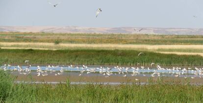 Laguna de Boada (Palencia), humedal recuperado.