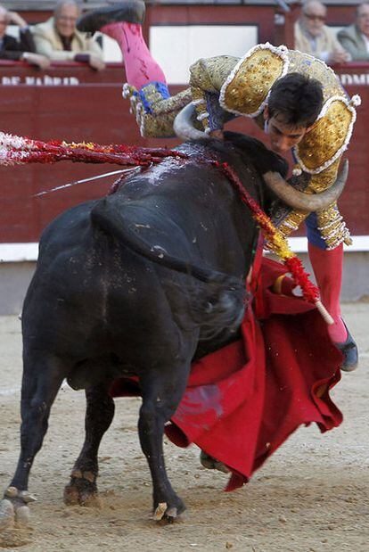 El novillero Saúl Jiménez Fortes es cogido por segunda vez por su primer toro durante la faena con la muleta.