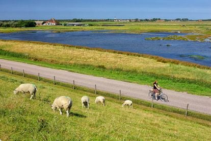 Ovejas sobre un dique cerca de Den Burg, en la isla de Texel, al norte de los Países Bajos. 