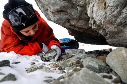 La científica chilena Sandra Troncoso busca muestras de líquenes debajo de una roca en el monte Rossman en el Glaciar Unión, situado en las montañas Ellsworth, en la Antártida, el 22 de noviembre de 2018. 