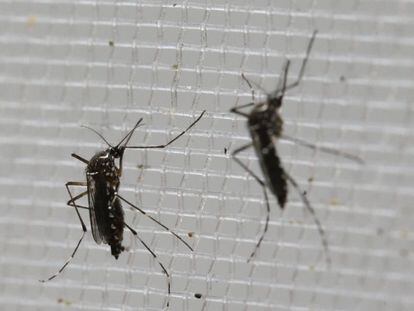 En Colombia hay m&aacute;s de 25.000 personas infectadas con el virus del zika.