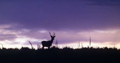 Un ciervo en el Parque Nacional de Do&ntilde;ana (Huelva). 