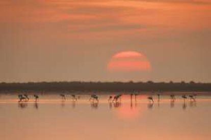 Colonia de flamencos en el delta del Ebro, humedal donde se pueden observar hasta 330 especies de aves a lo largo del año.