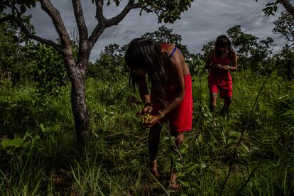 Las mujeres xavante recogen frutos de murici durante un 'dzomori'. Su objetivo es extraer las semillas para después comercializarlas y replantar su territorio. 