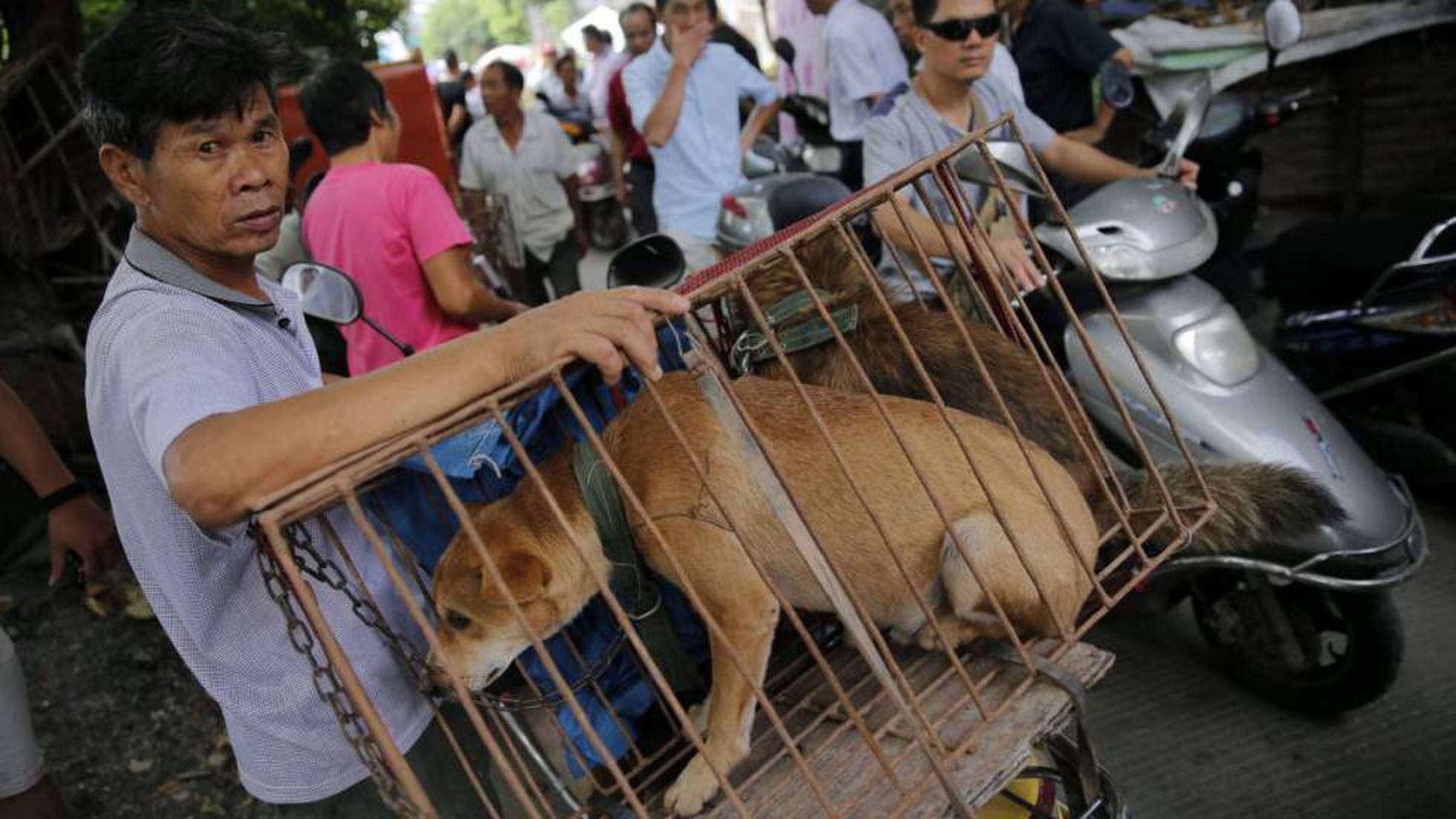 Empresario rojo Alternativa Tensión antes del comienzo del mayor festival de carne de perro en China |  Internacional | EL PAÍS