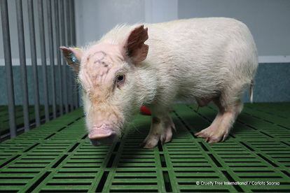 Cerdo retratado por un empleado del laboratorio Vivotecnia, en Madrid.