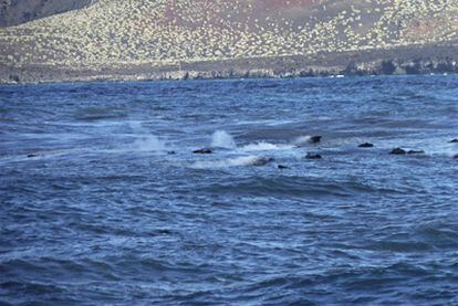 Restos de las erupciones subacuáticas que han emergido a la superficie frente al puerto de La Restinga (El Hierro), reabierto parcialmente.