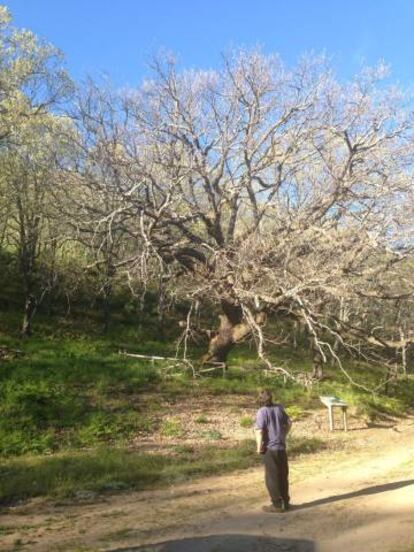 Un hombre contempla el roble centenario envenenado de Barrado.