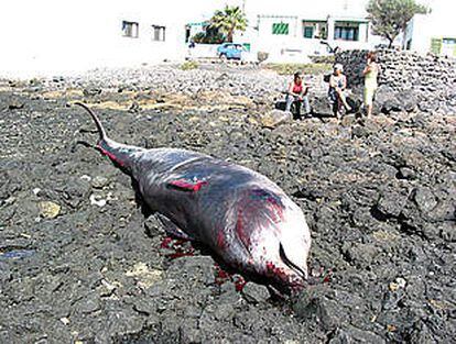 Cetáceo muerto ayer en una zona rocosa de la costa de Teguise, en Lanzarote. PLANO GENERAL - NATURALEZA