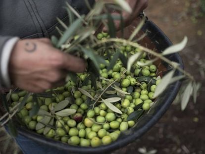 Recogida de aceituna en una finca del Aljarafe, en Sevilla.