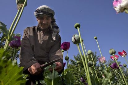 La producción de opio se desplomó por un hongo que afectó al cultivo en Afganistán.
