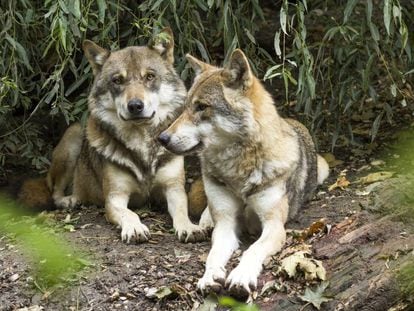 Una pareja de lobos.