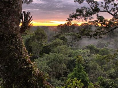 El Parque Nacional Yasun&iacute; es el &aacute;rea protegida m&aacute;s grande de Ecuador continental y posee una gran riqueza en flora y fauna.