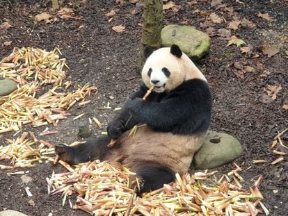 La panda Mei Lan, una de las residentes del Valle de los Pandas.