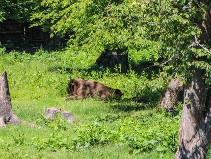 Un bisonte en el bosque de Bialowieza, en Polonia, el pasado 15 de junio.