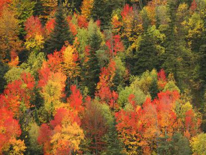 Los colores del oto&ntilde;o en los bosques del valle de Ordesa, en el Pirineo aragon&eacute;s. 