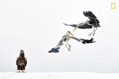 Dos garzas luchan junto a un águila.