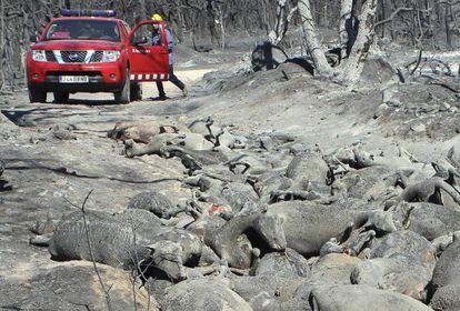 Un bombero, ante los cuerpos de algunas de las 500 ovejas abrasadas por el incendio forestal cerca de Darnius, (Girona).