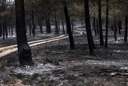 Zona afectada por el incendio en Villanueva de Viver (Castellón), el jueves. 