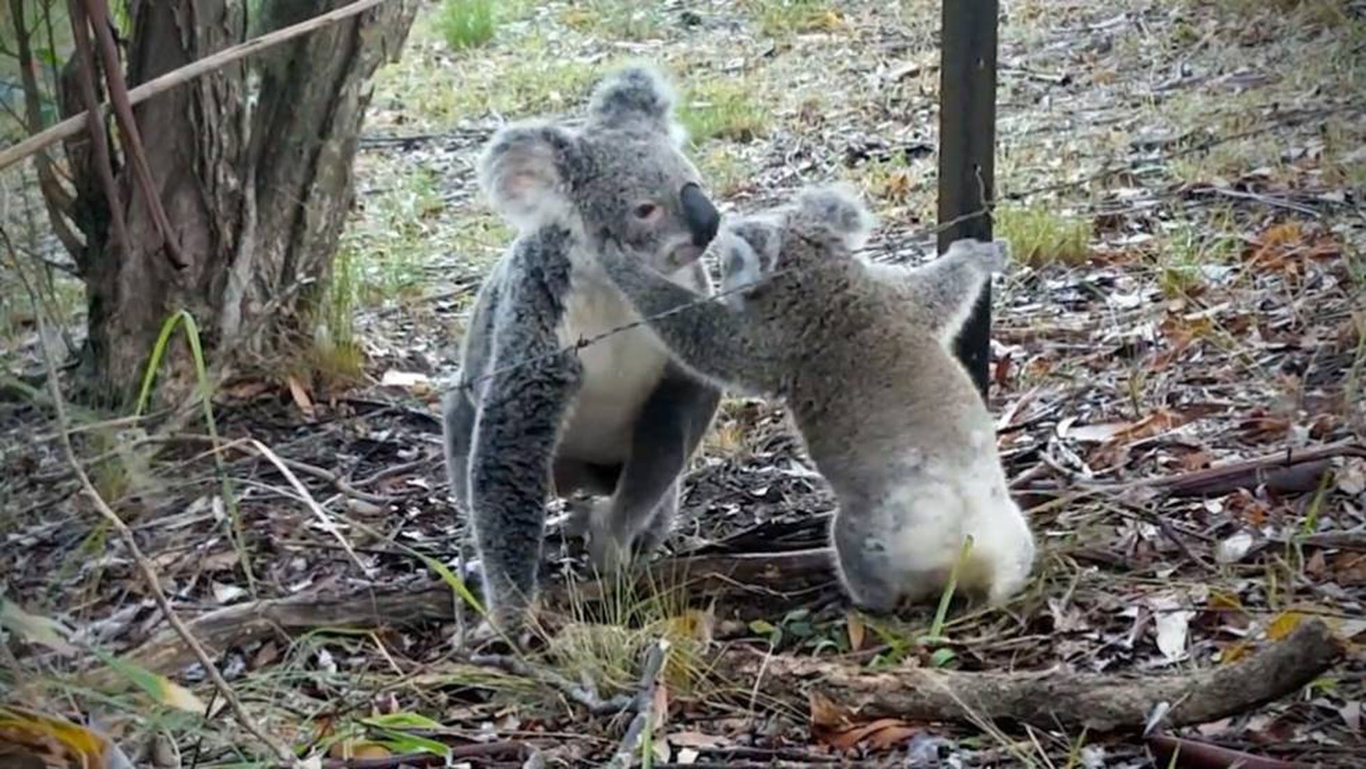 El Rescate De Una Mama Koala A Su Bebe Atrapado En Una Alambrada Videos El Pais