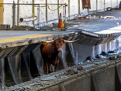 Un toro en las vías de la estación de tren Newark Penn en Nueva Jersey, el 14 de diciembre 2023.