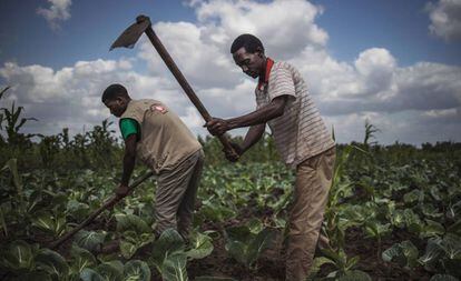 Agricultores en Mozambique, este pasado mes de agosto.