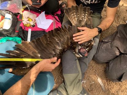 Los biólogos de Senegal y España marcan a un águila para su estudio.