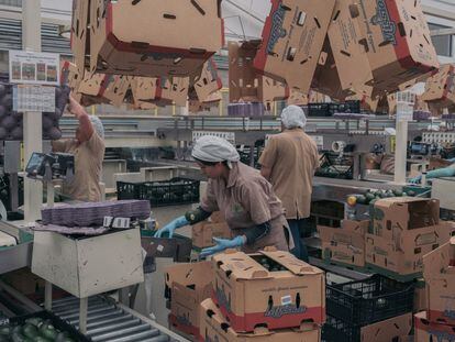 Trabajadores clasifican y empacan cajas de aguacates para exportar en una planta en Ciudad Guzmán, Estado de Jalisco (México), el pasado 25 de febrero.