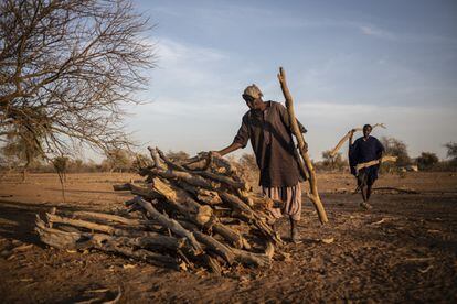 Alassane Mamadou Diallo y uno de sus hijos recoge madera del bosque para venderla, a falta de lluvia esta es su principal fuente de ingresos.